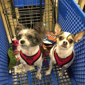 Meet your Posher, Buster-bella